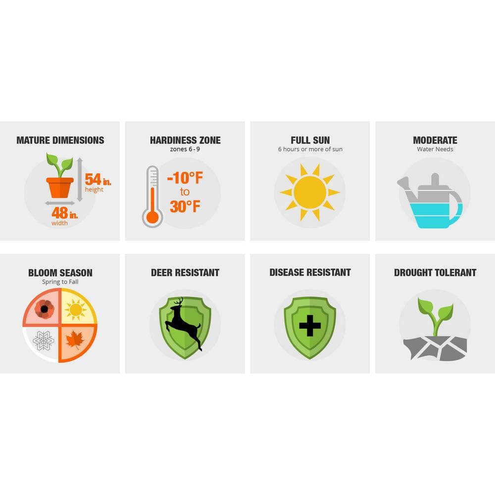 1 Gal. Autumn Twist Shrub with Purple and White Reblooming Flowers - Hercitys