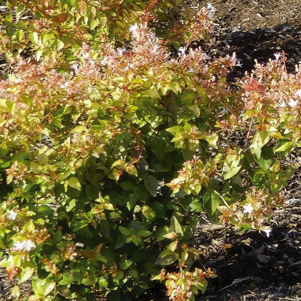 2.25 gal. Abelia Peach Perfection Shrub with Pink Flowers - Hercitys