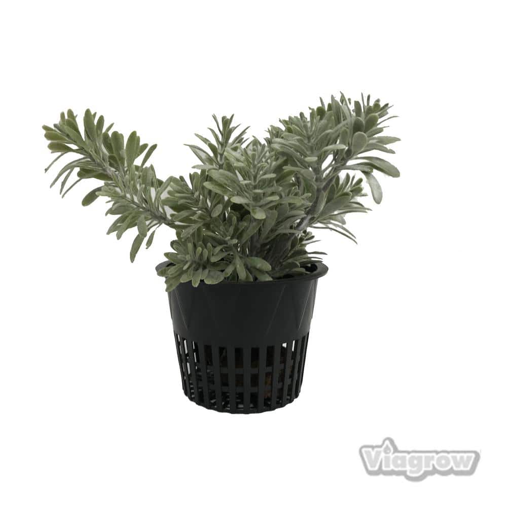 4 in. Black Round Cup with Slotted Black Plastic Mesh Net Pot (50-pack) - Hercitys