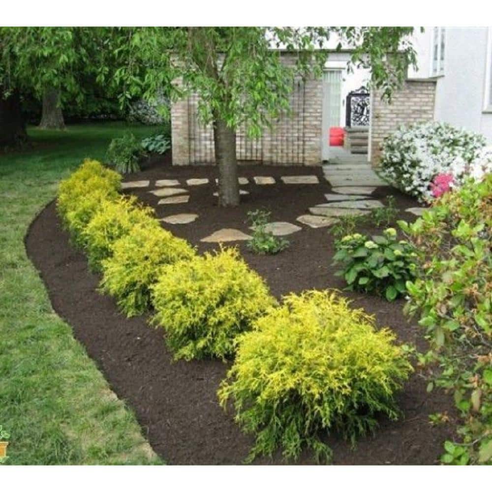 1 Gal. Chamaecyparis Gold Mop Live Evergreen Shrub - Hercitys