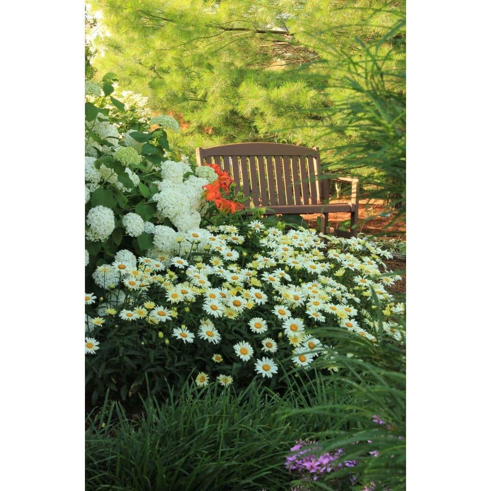 4.5 in. Qt. Amazing Daisies Banana Cream Shasta Daisy (Leucanthemum) Live Plant in Yellow Flowers - Hercitys