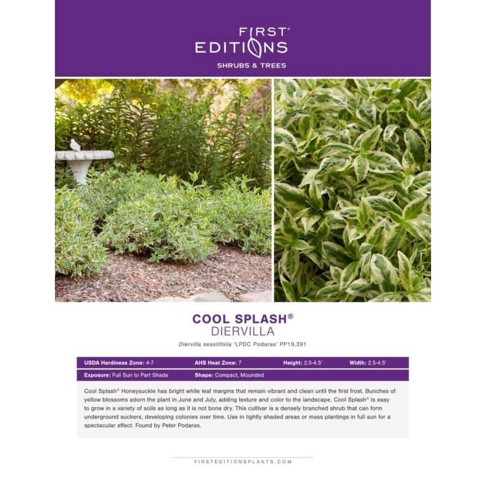 2 Gal. Cool Splash Dwarf Bush Honeysuckle Live Shrub with Variegated Foliage Bright Yellow Flowers - Hercitys