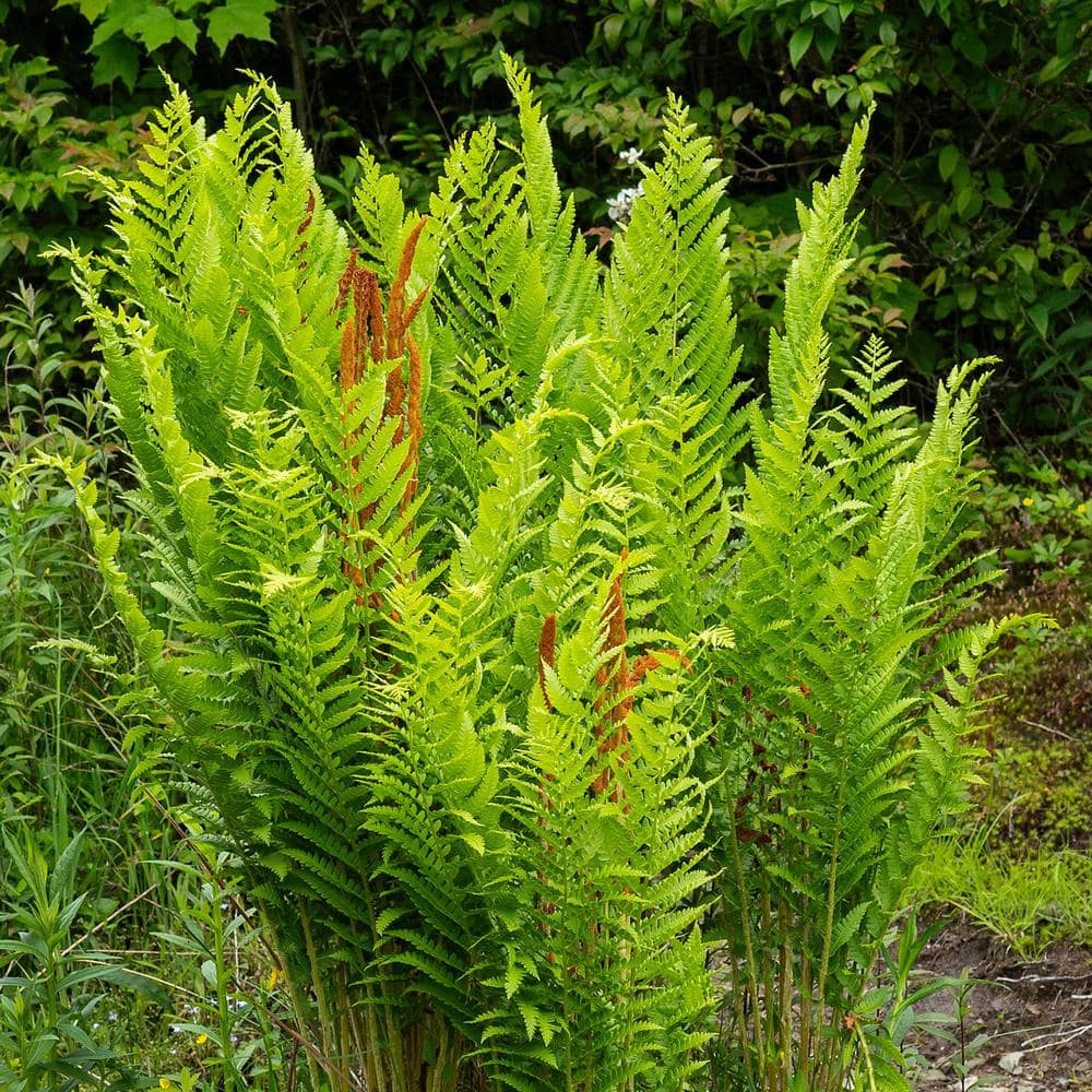 2.5 in. Cinnamon Fern Perennial Plant (3-Pack) - Hercitys