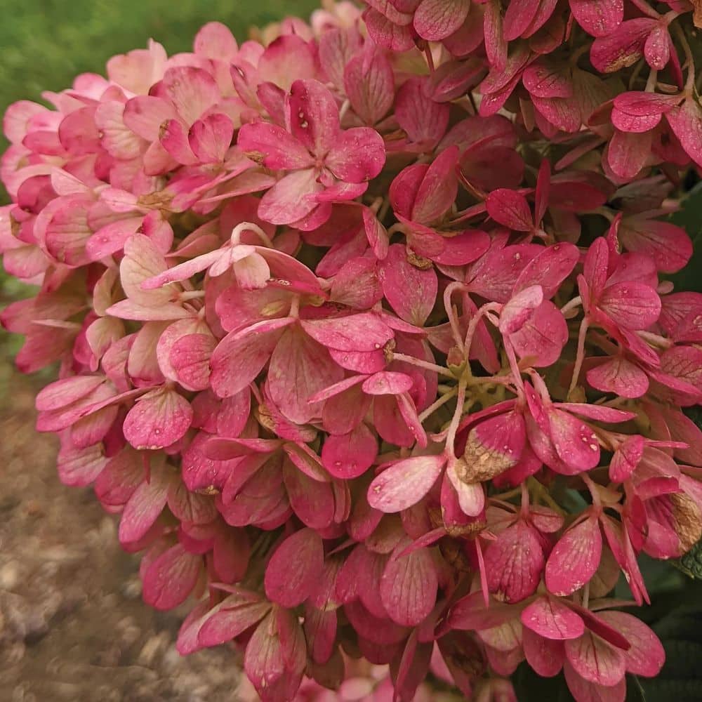 1 gal. Hydrangea Sweet Starlight Shrub with White and Pink Flowers - Hercitys