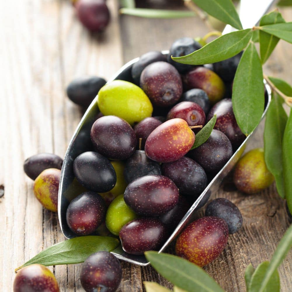 1 Gal. Olive Tree in Grower Container (1-Piece) - Hercitys