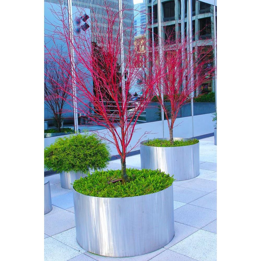 2 Gal. Coral Bark Japanese Maple Tree with Brilliant Red-Coral Bark Brightly Displayed Throughout Winter - Hercitys
