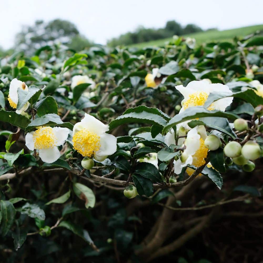 1 gal. Brew-Tea-Ful Camelia Sinensus Shrub - Hercitys