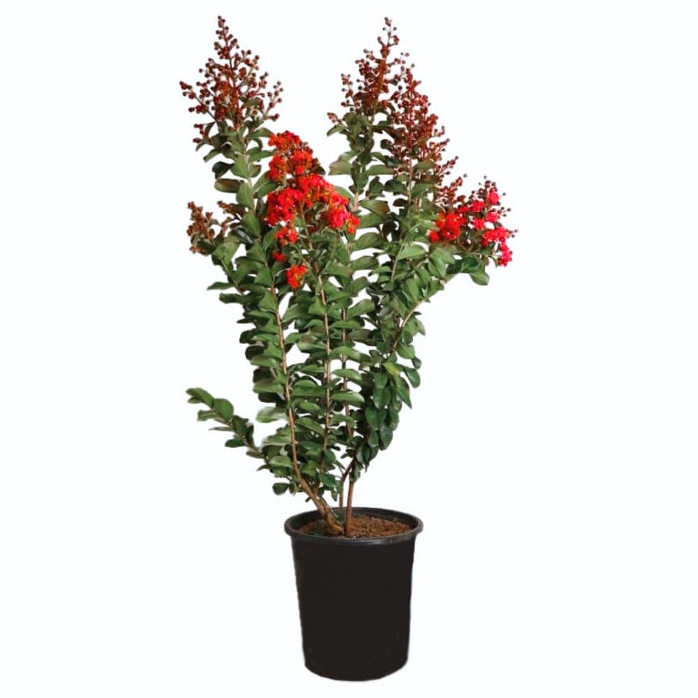 #5 Container Dynamite Red Crape Myrtle Deciduous Tree - Hercitys