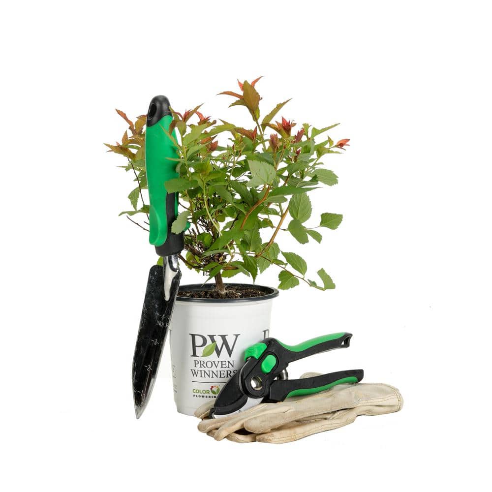 4.5 in. Quart Double Play Doozie (Spiraea) with Live Shrub with Red Flowers - Hercitys