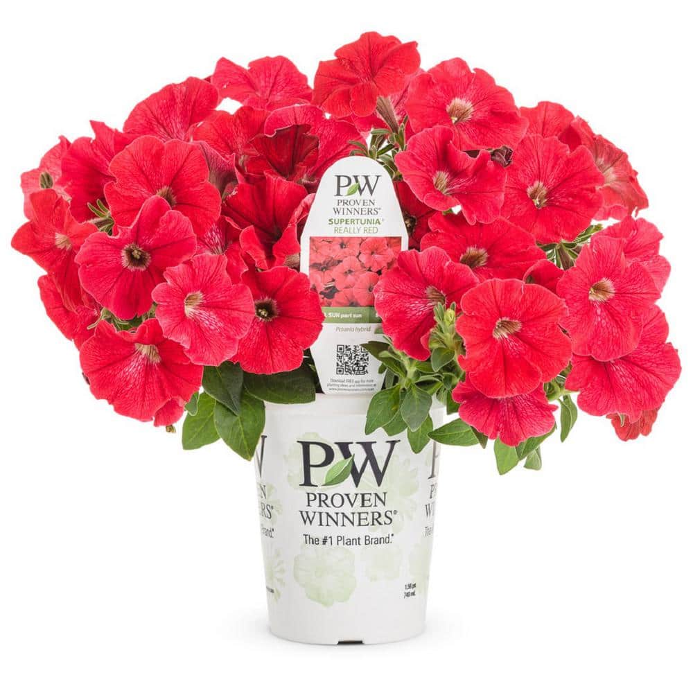 4.25 in. Really Red Supertunia (Petunia) Live Annual Plant (4-Pack) - Hercitys