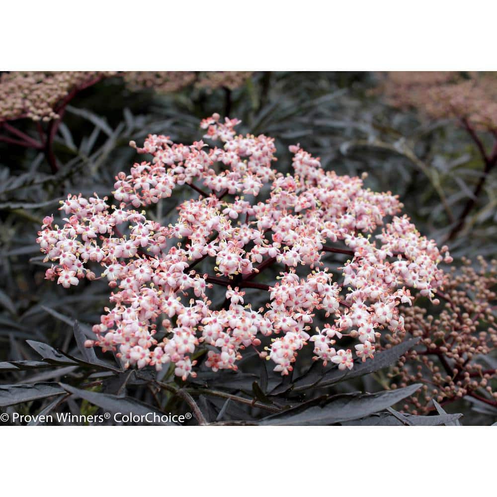 4.5 in. Qt. Black Lace Elderberry (Sambucus) Live Shrub, Pink Flowers - Hercitys