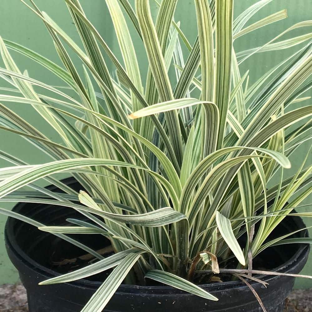 1 gal. Aztec Variegated Lilyturf Liriope Grass Plant (3-Pack) - Hercitys