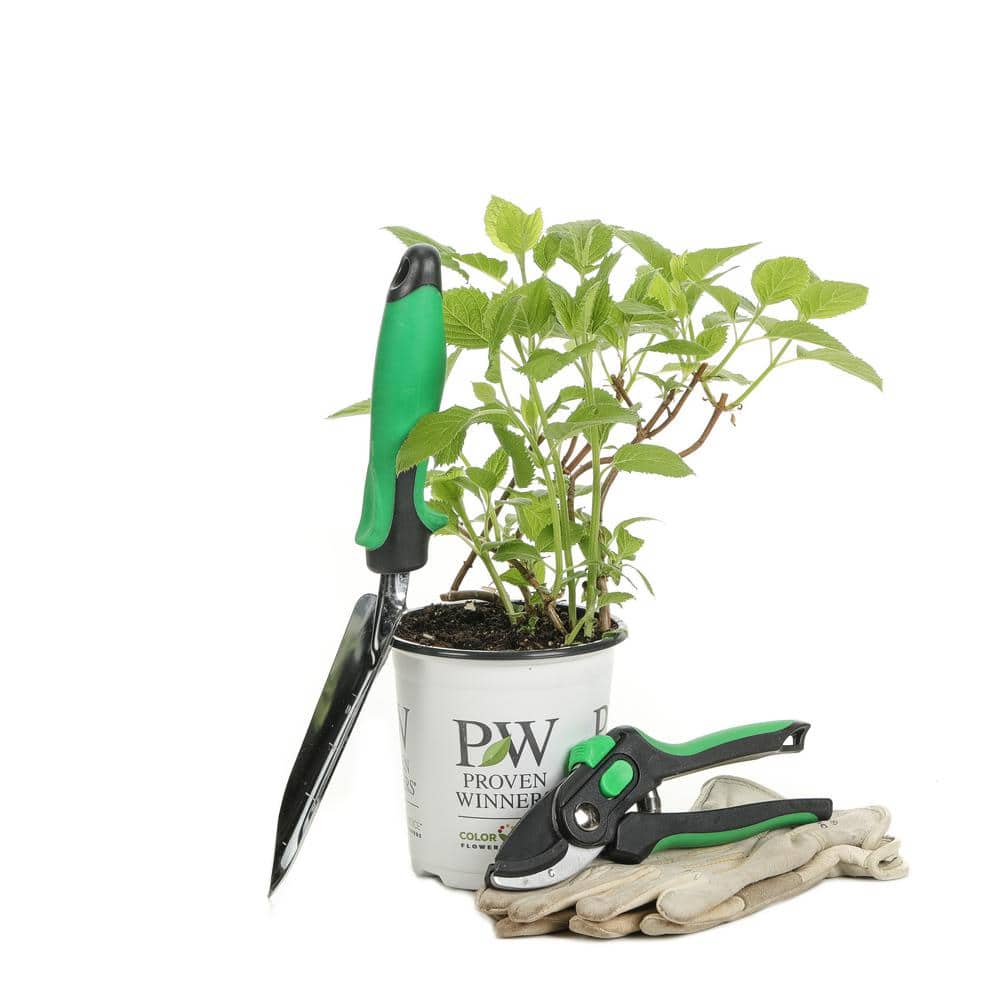 4.5 in. Qt. Invincibelle Wee White (Smooth Hydrangea) Live Shrub White Flowers - Hercitys