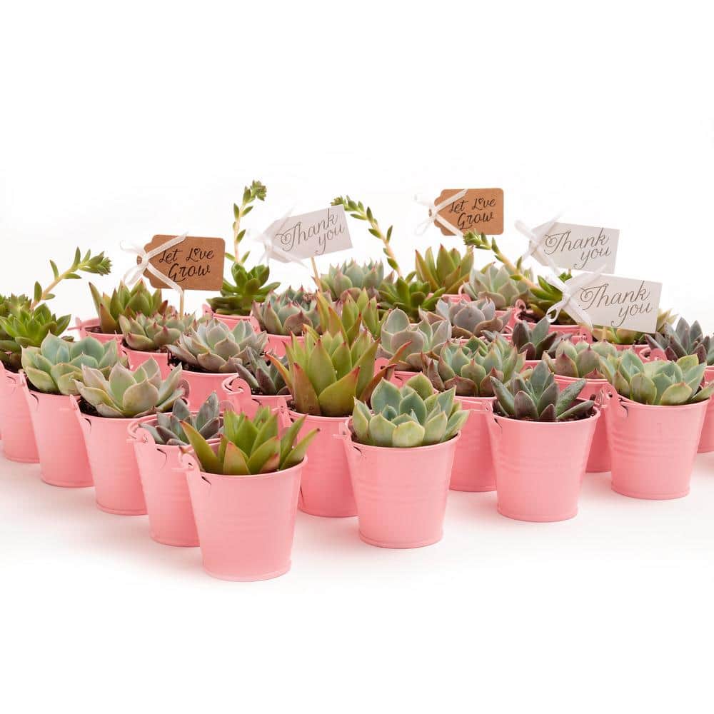 2 in. Wedding Event Rosette Succulents Plant with Pink Metal Pails and Let Love Grow Tags (30-Pack) - Hercitys