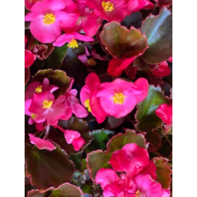 1.38 Pt.  Begonia Bronze Leaf Pink Flower in 4.5 In. Grower’s Pot (4-Plants) - Hercitys