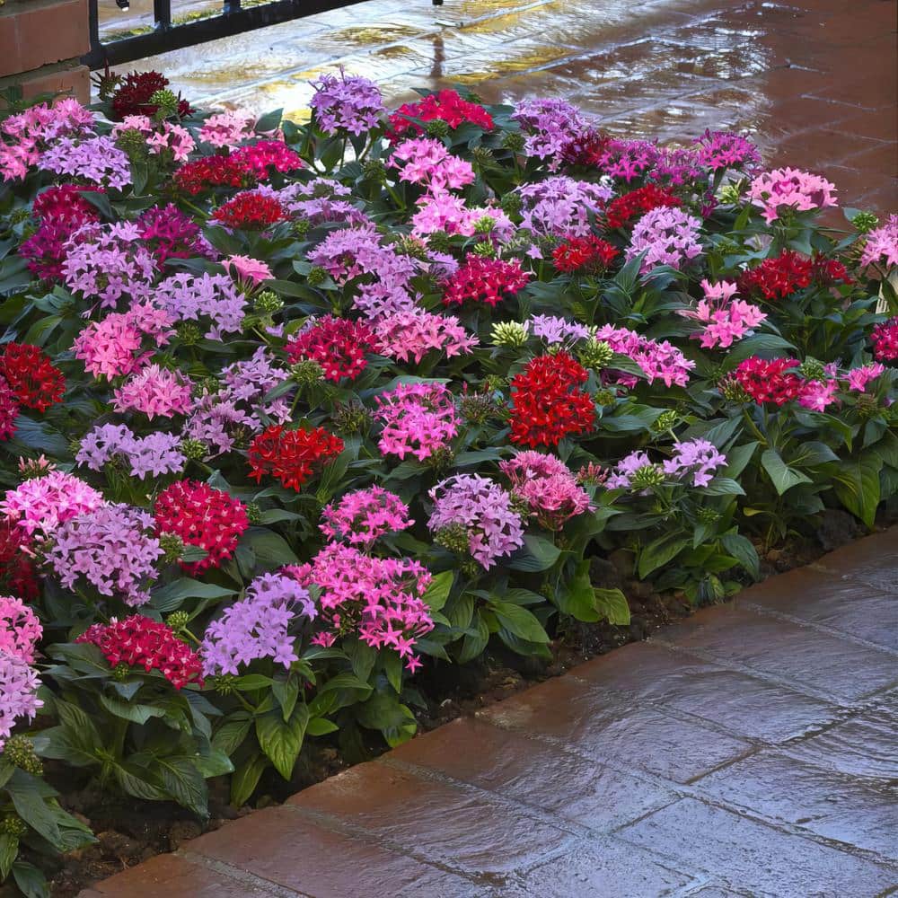 4 in. Star Bright Mix Pink-Red-Lavender Pentas Plant (4-Piece) - Hercitys