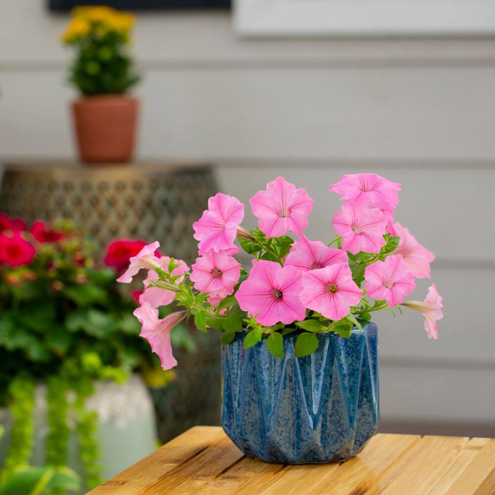 2 qt. Petunia Supertunia Vista Bubblegum Pink Annual Plant (3-Pack) - Hercitys