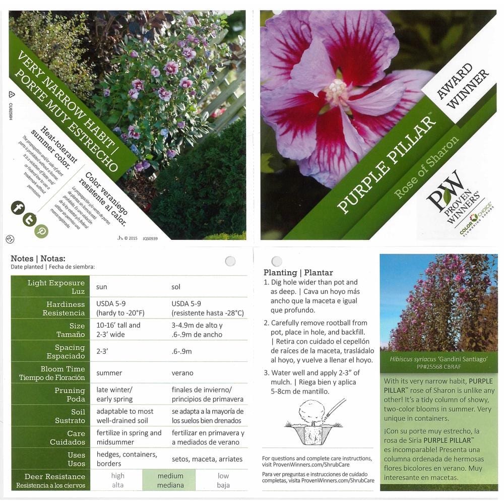 4.5 in. Qt. Purple Pillar Rose of Sharon (Hibiscus) Live Shrub, Purple Flowers - Hercitys