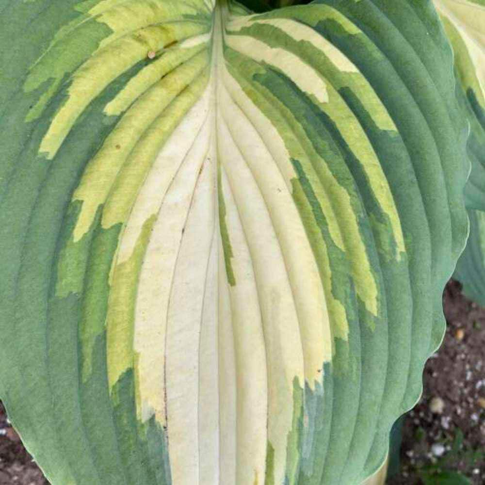 0.65 Gal. Shadowland Love Story Hosta (Hosta Hybrid) Live Perennial Plant with Green and Yellow Foliage - Hercitys