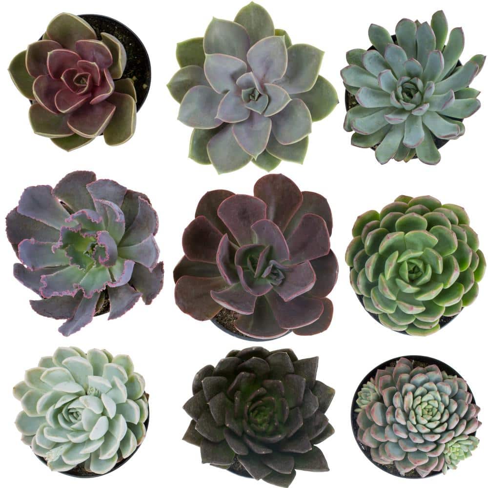 3.5 in. Echeveria Collection (9 PK) - Hercitys