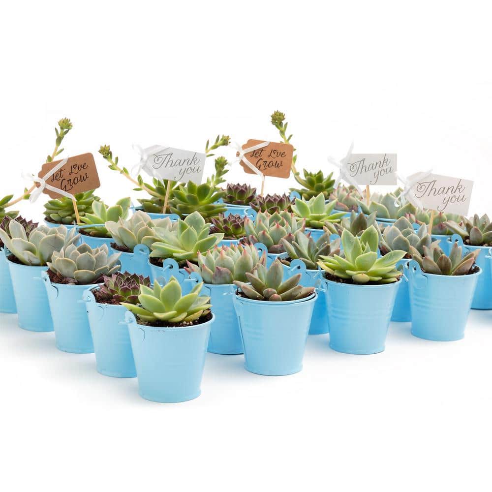 2 in. Wedding Event Rosette Succulents Plant with Blue Metal Pails and Let Love Grow Tags (30-Pack) - Hercitys