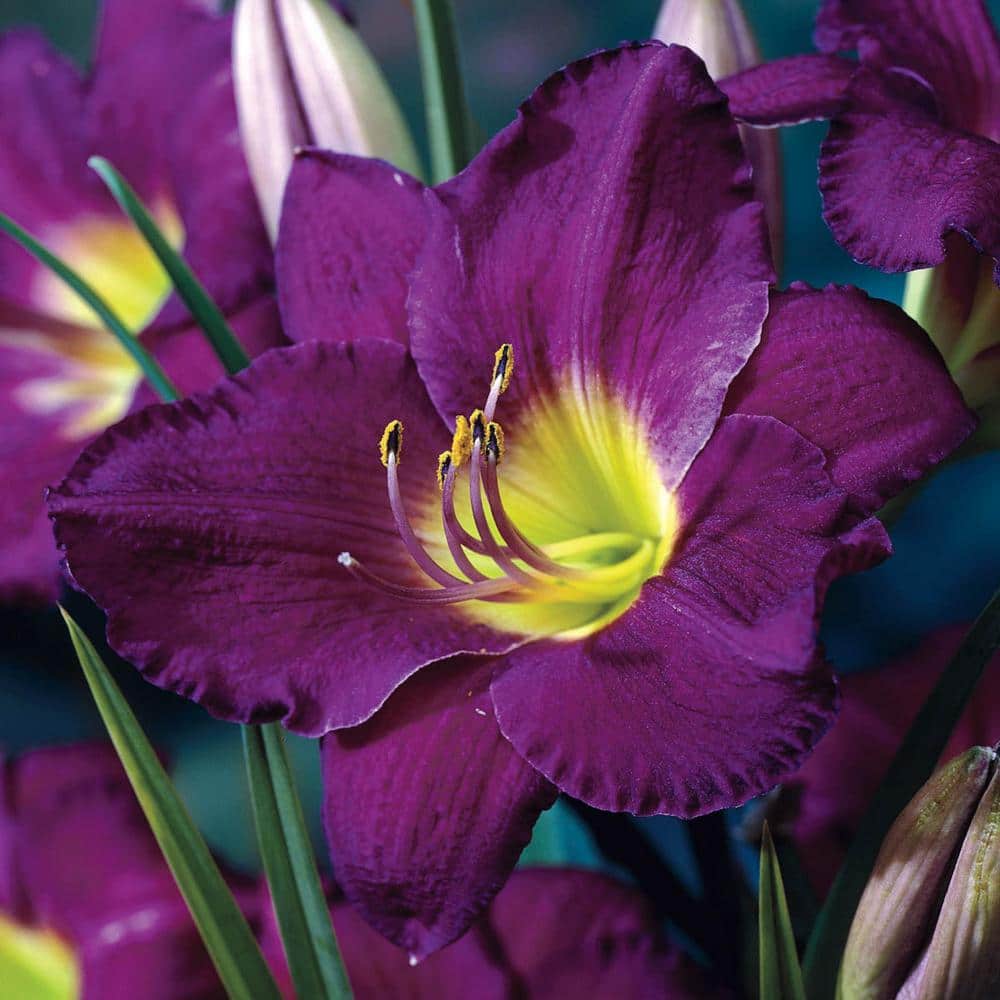 1 Gal. Pot, Purple De Oro Daylily Flowering Potted Perennial Plant (1-Pack) - Hercitys