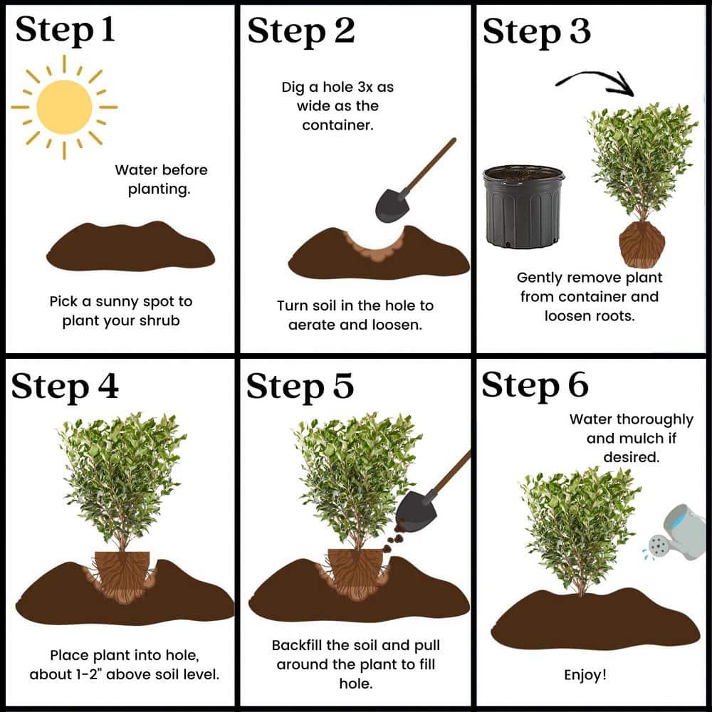 2.25 Gal. Ligustrum Recurvifolium Privet Shrub - Hercitys