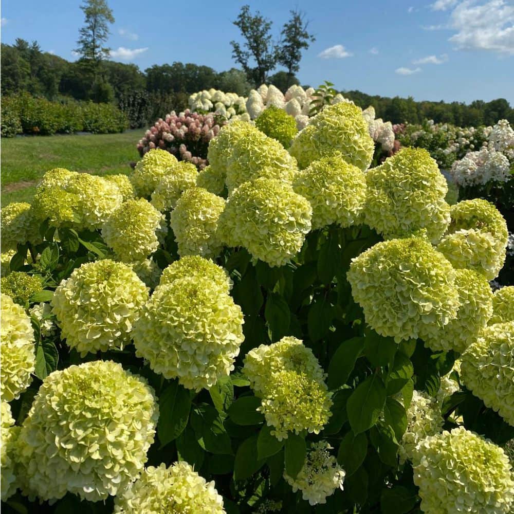 4.5 in. qt. Powerball Panicle Hydrangea (Paniculata) Live Flowering Shrub with Green, White and Pink Flowers - Hercitys