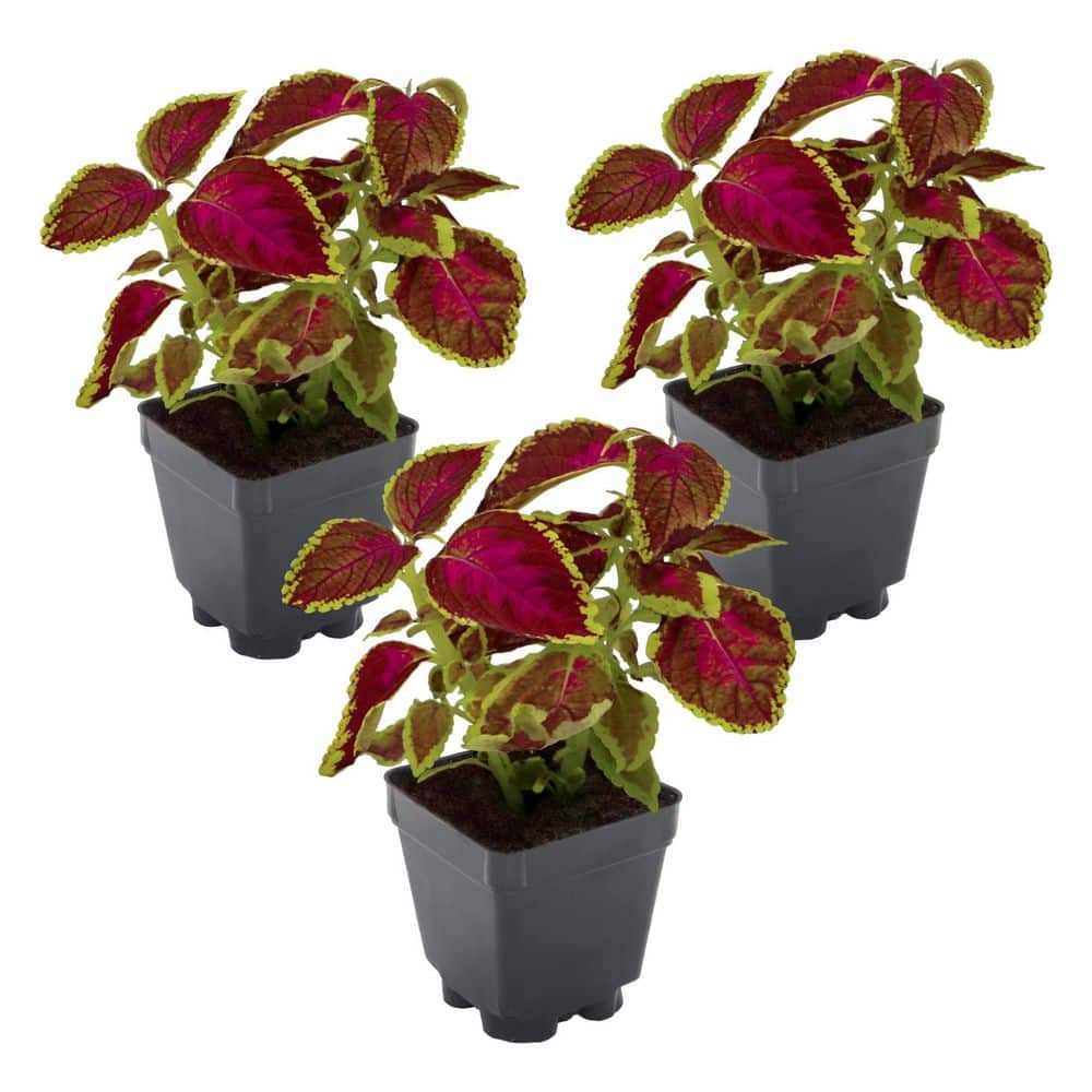 3.25 in. Coleus Party Time Pink Berry Annual Plant (3-Pack) - Hercitys