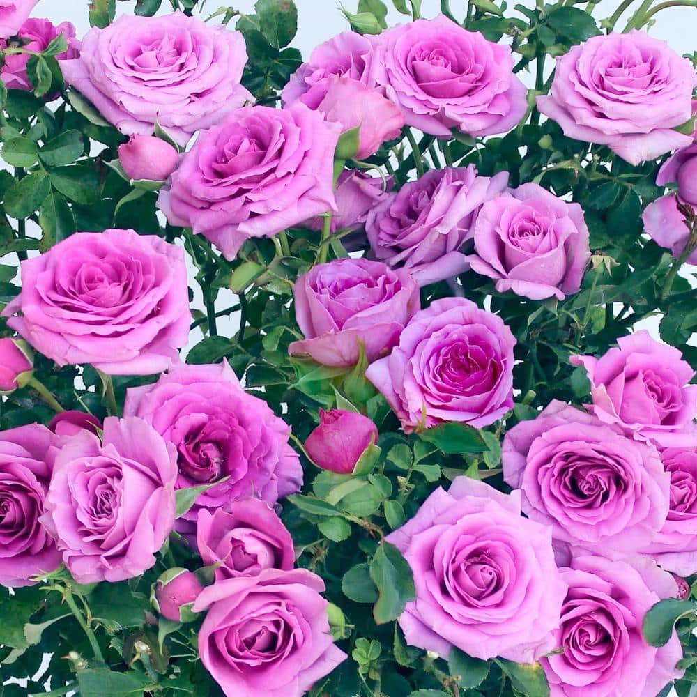 2 gal. Rose Lavender Jewel with Purple Flowers - Hercitys