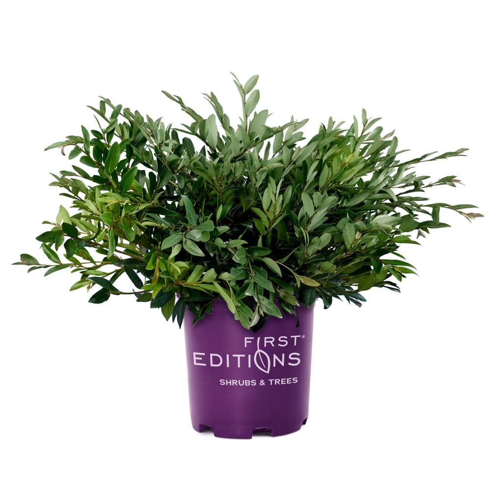 3 Gal. Vintage Jade Distylium Evergreen Shrub, Dark Green Foliage - Hercitys