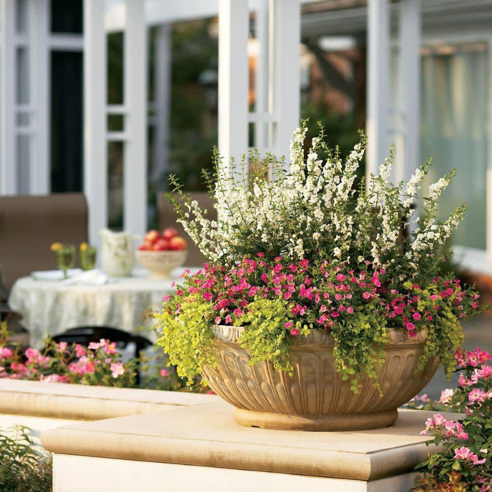 4.25 in. Eco+ Grande Angelface White Summer Snapdragon (Angelonia hybrid) Live Annual Plant with White Flowers 4-Pack - Hercitys