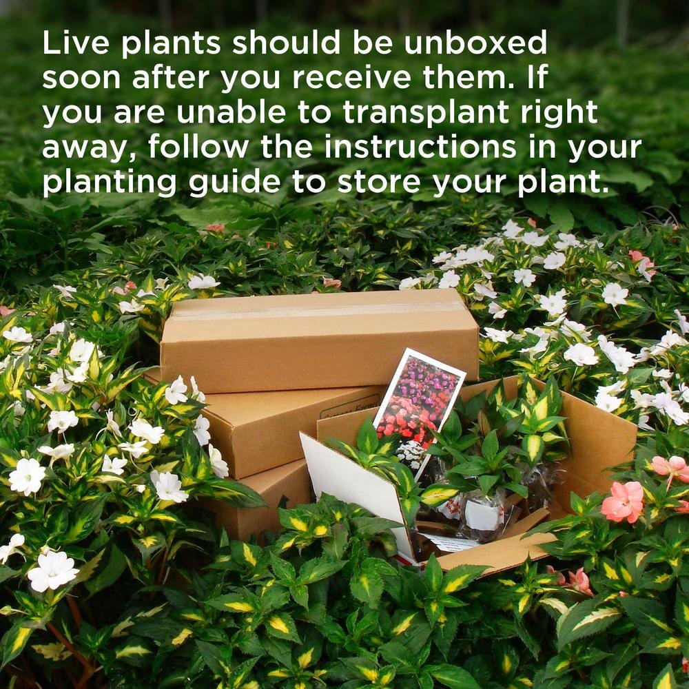 3.25 in. Leucanthemum White Mountain Perennial Plant with White Flowers (3-Pack) - Hercitys