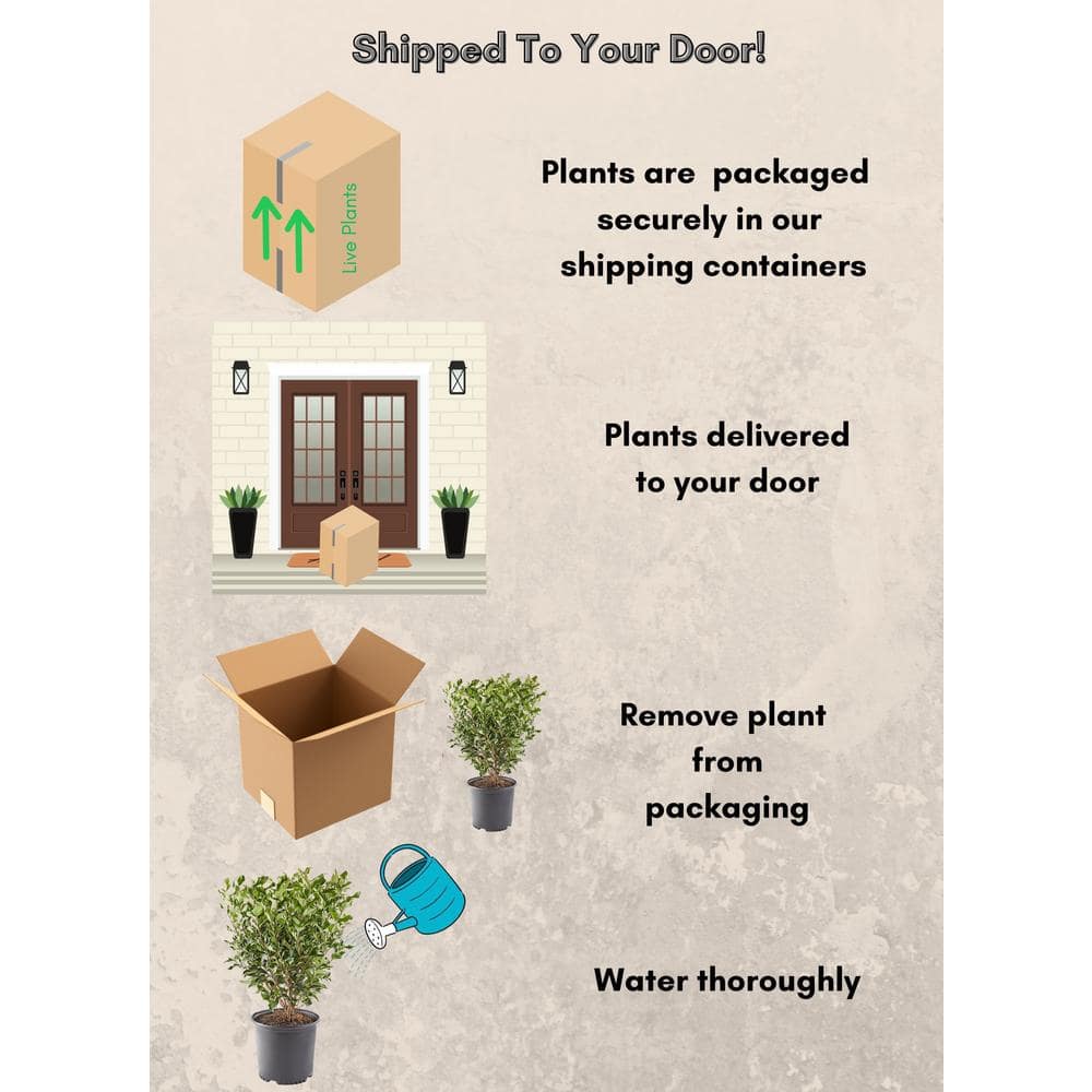 2.25 Gal. Ligustrum Recurvifolium Privet Shrub - Hercitys