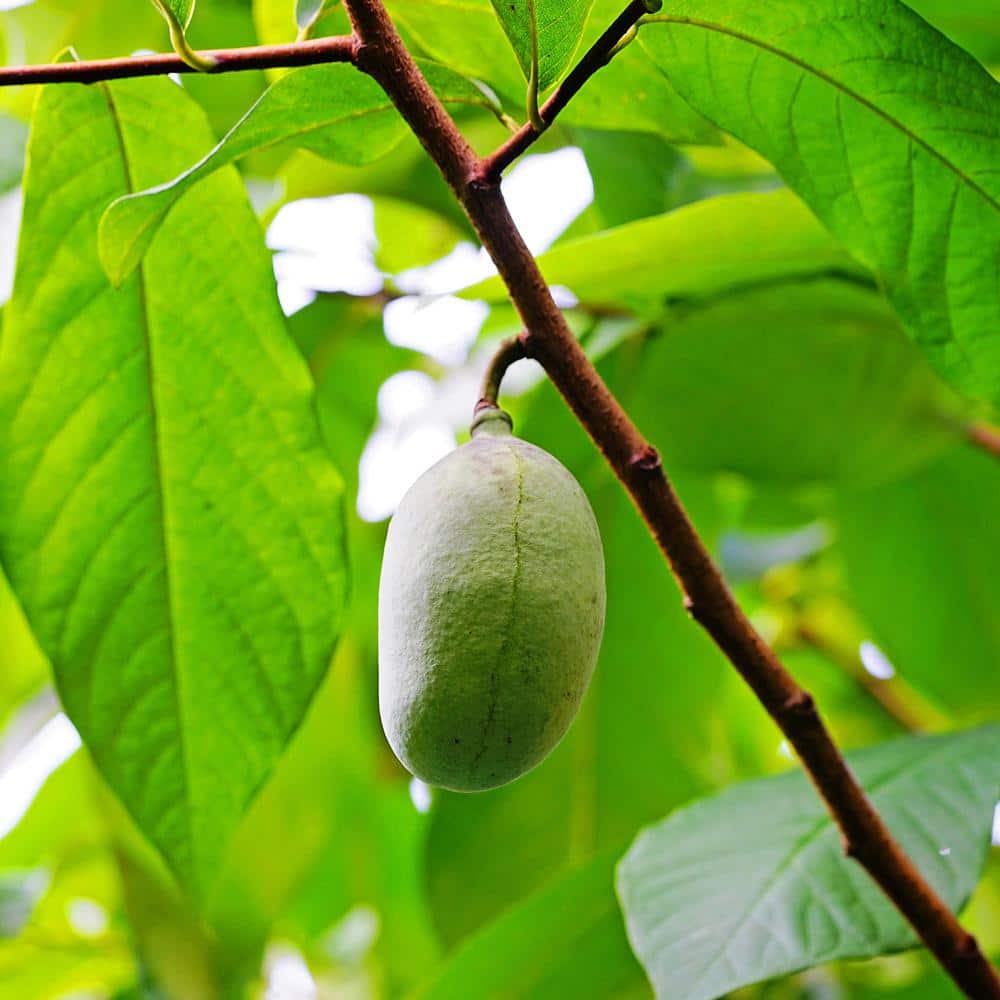 1 Gal. Paw Paw Seedling Fruit Tree - Hercitys