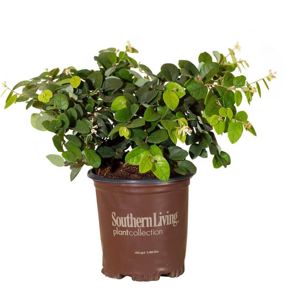 2.5 Qt. Emerald Snow Semi-Dwarf Loropetalum, Evergreen Shrub with Green Foliage, White Ribbon Blooms - Hercitys