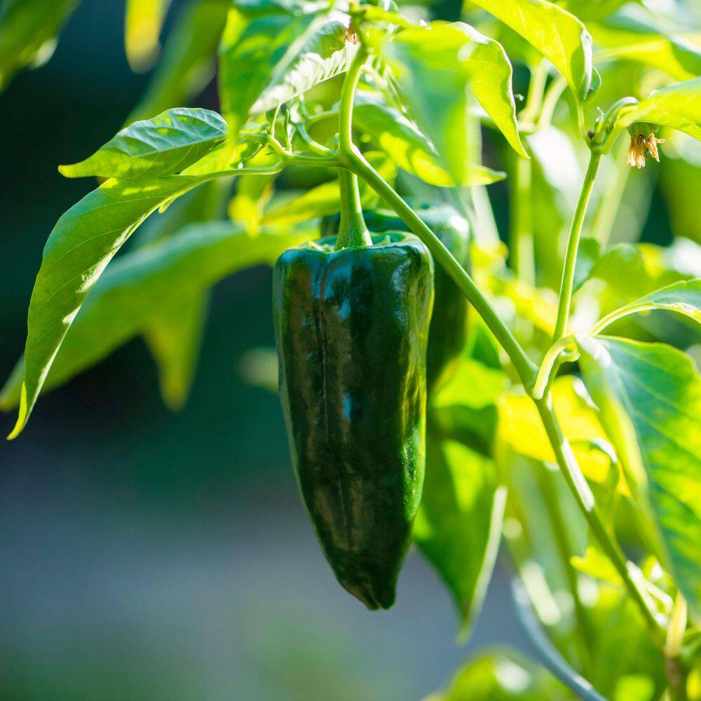 2.5 in. Chile Pepper Poblano Plant 3-Piece - Hercitys