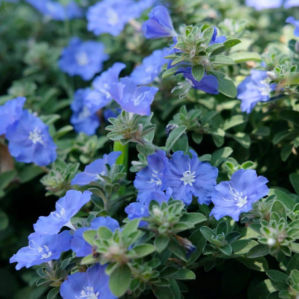 4 in. Beach Bum Blue Evolvulus Glomeratus Perennial Plant with Blue Flowers (3-Pack) - Hercitys