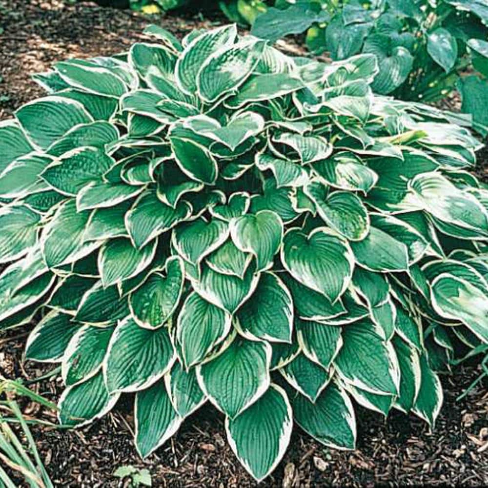 1 Gal. Pot, Albo Marginata Hosta Potted Perennial Plant (1-Pack) - Hercitys