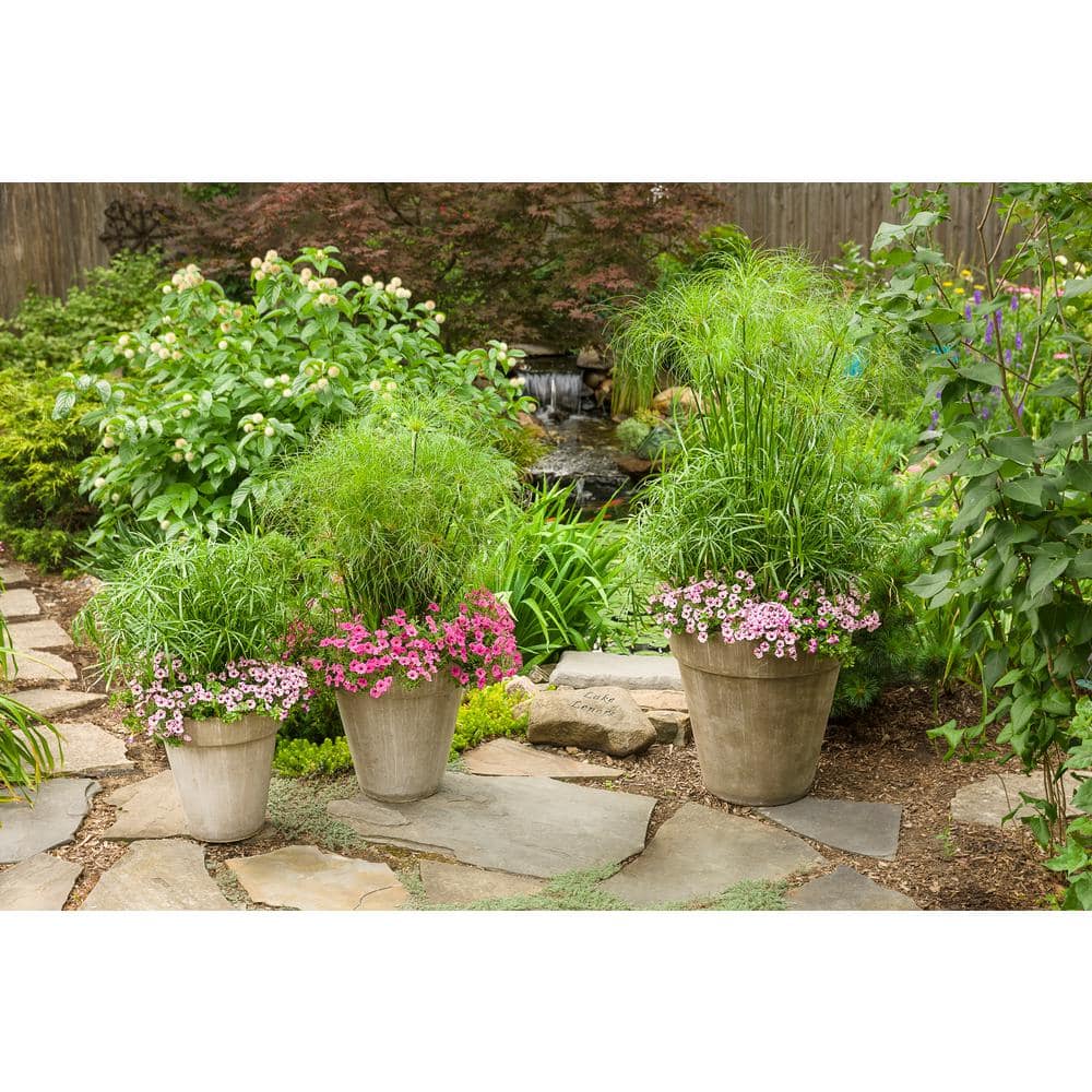 2.5 qt. Cyperus papyrus Prince Tut Perennial Plant with No Flowers-(1-Pack) - Hercitys