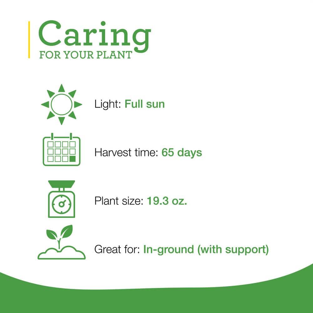 19 oz. Super Sweet 100 Tomato Plant (2-Pack) - Hercitys