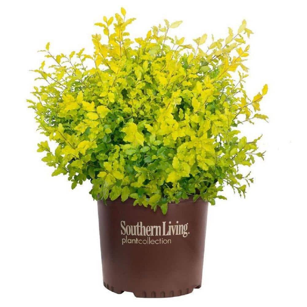3 Gal. Sunshine Ligustrum Golden Privet Live Shrub with Golden-Yellow Foliage (1-Pack) - Hercitys