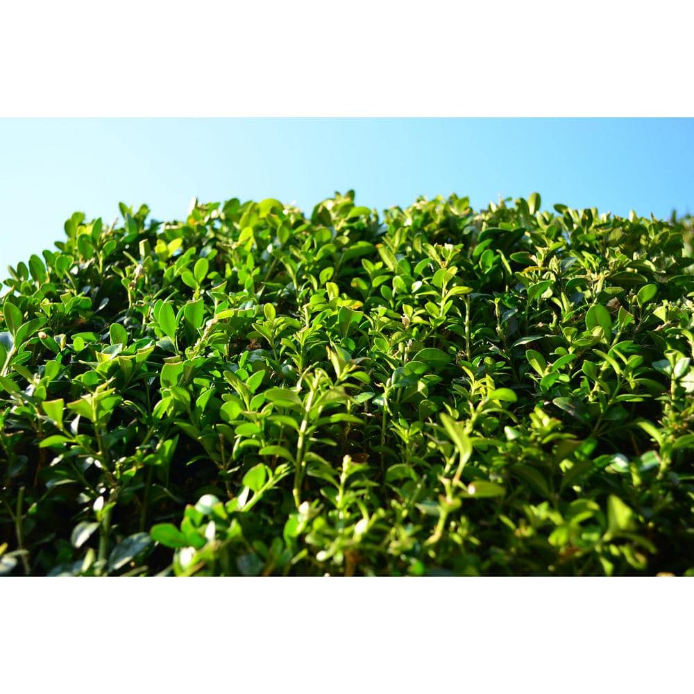 1 Gal. Green Velvet Boxwood Evergreen Shrub 2-Plants - Hercitys