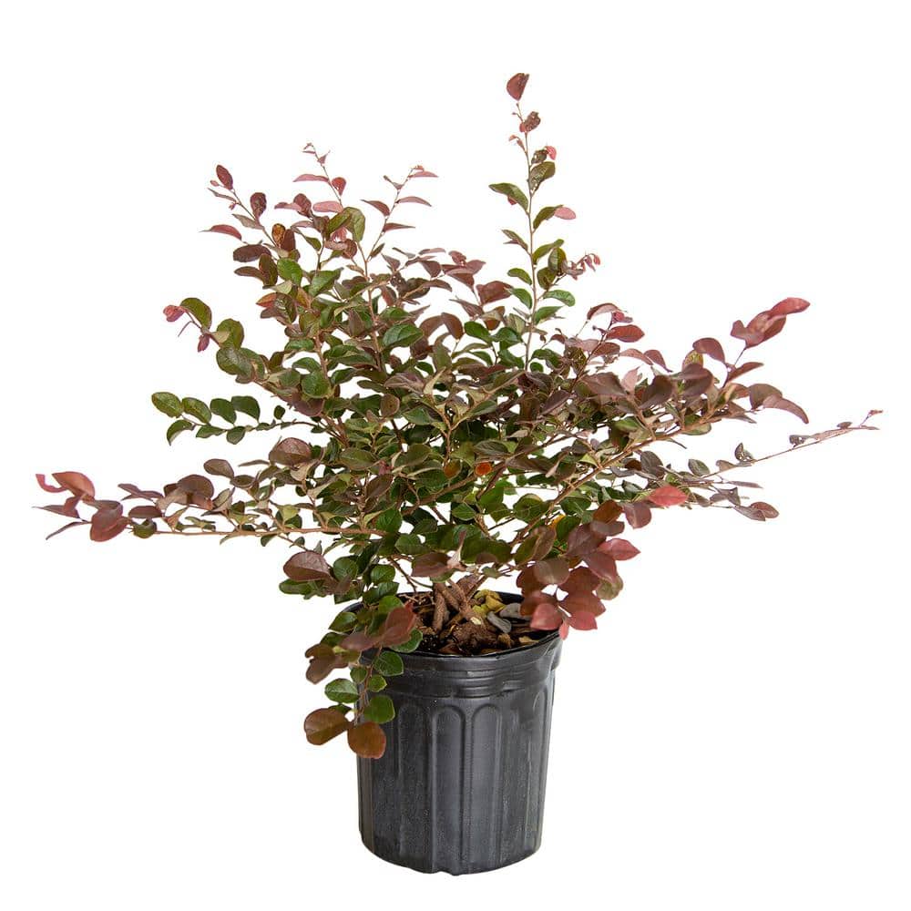 2.5 Qt – Ruby Loropetalum – Live Evergreen Shrub with Purple Foliage - Hercitys