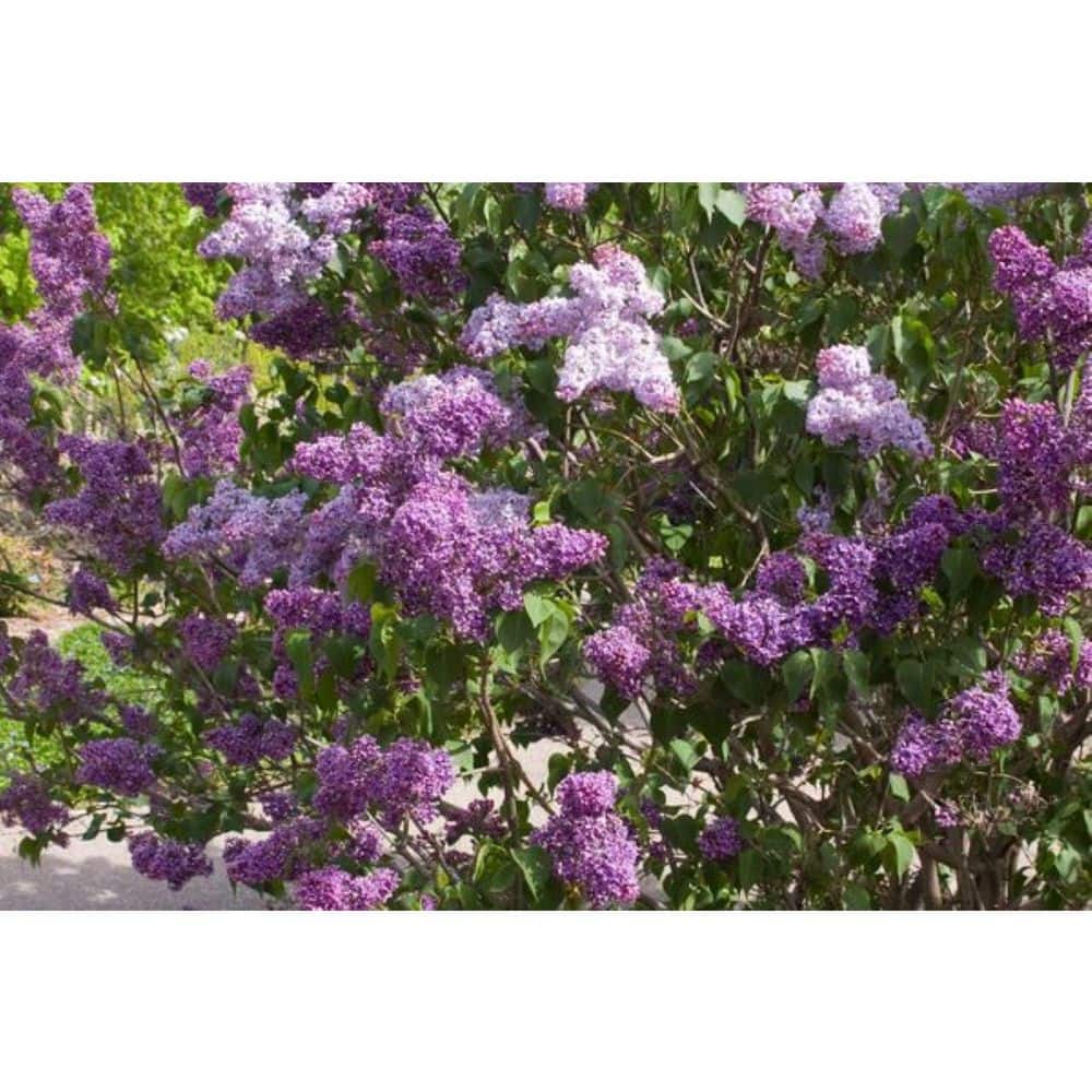 2.25 Gal. Albert F Holden Lilac with Dark Purple Flowers - Hercitys