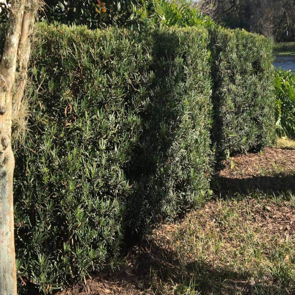 3 Gal. Yew Plum Pine Podocarpus Shrub - Hercitys