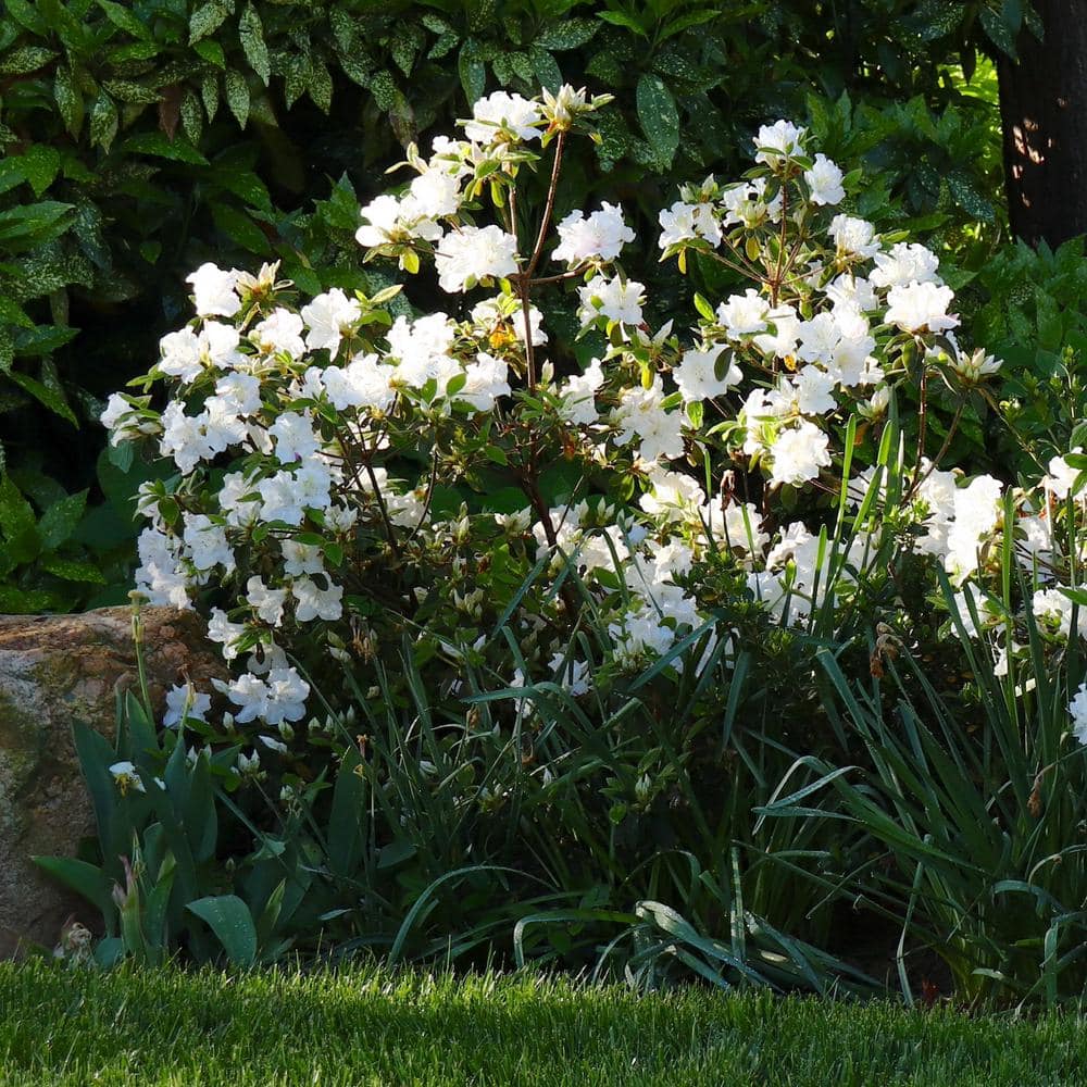 3 gal. Azalea Deleware Valley White - Hercitys