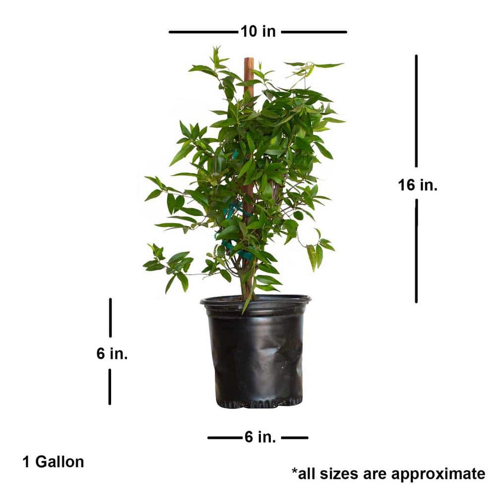 2.5 Qt. Carolina Jessamine Climbing Vine Plant with Yellow Fragrant Blooms - Hercitys