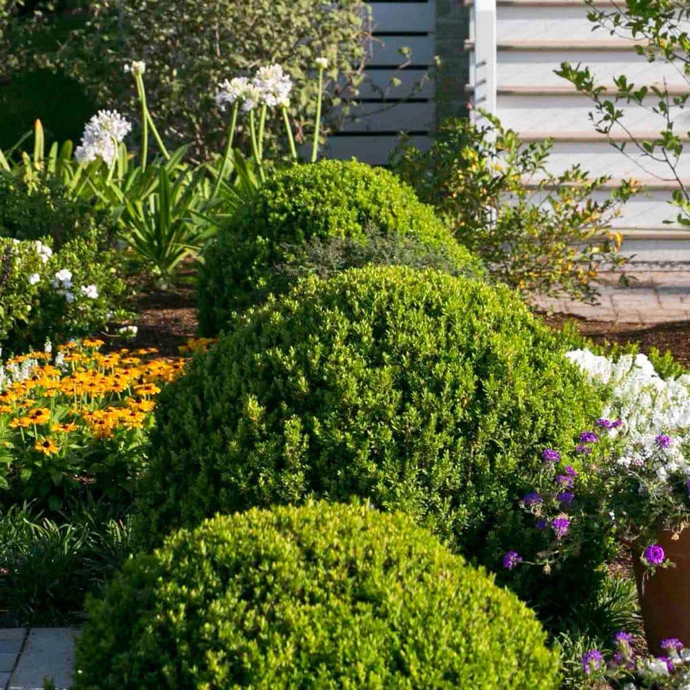 2.5 Qt. Boxwood Baby Gem, Live Shrub Plant, Glossy Green Foliage - Hercitys