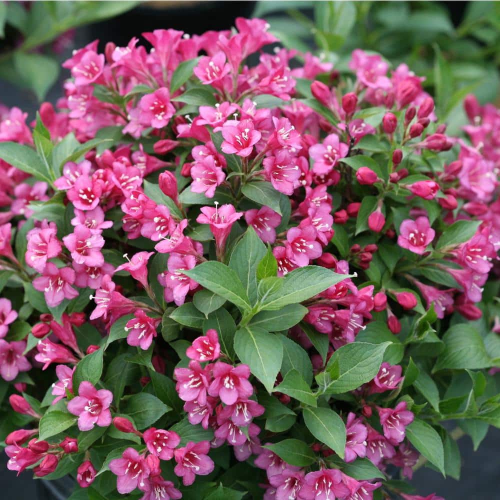 4.5 in. Qt. Snippet Dark Pink Weigela (Florida) Flowering Shrub With Pink Flowers - Hercitys